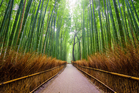 Path to bamboo forest, Arashiyama, Kyoto, Japanの写真素材