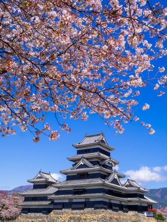 Matsumoto castle in cherry blossom season, Nagano, Japanのeditorial素材