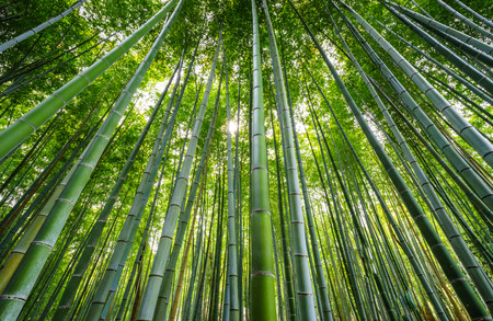 Bamboo forest , Arashiyama area, Kyoto, Japanの写真素材