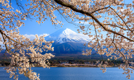 Mt.Fuji and Cherry Blossom at lake Kawaguchiko,Yamanashi,Japanの写真素材