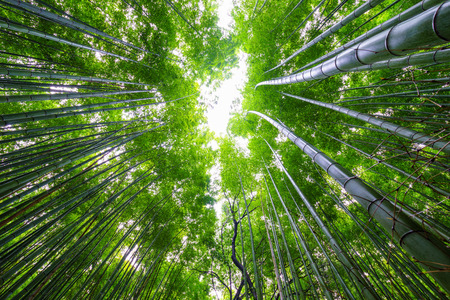 Bamboo forest, Arashiyama, Kyoto, Japanの写真素材