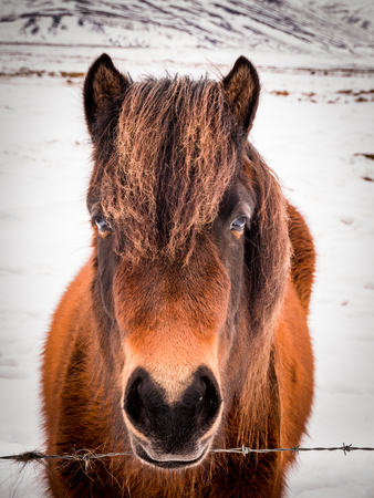Icelandic horses in winter, Icelandの写真素材