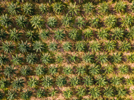 Aerial drone top view of the oil palm plantationの写真素材
