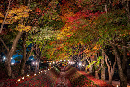 Maple corridor light up at night, maple tunnel, Kawaguchiko Lake in Autumn, Yamanashi, Japanの写真素材