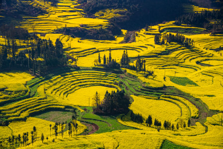 Yellow rapeseed (canola) flower field in spring, Luoping, China