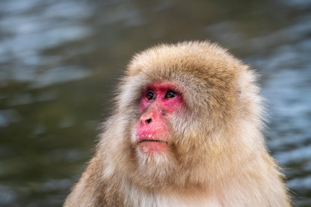 Angry snow monkey (Japanese Macaque) in a hot water, Nagano, Japanの写真素材