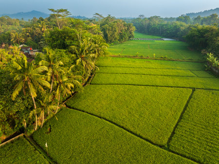 Aerial drone view beautiful rice field during sunrise, Java, Indonesiaの写真素材