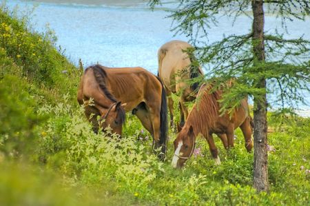 Rest horses on pasturïat Akkem lake near Beluha, Altaiの写真素材