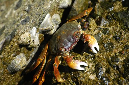 Crab on Red Sea beach at Hurghada