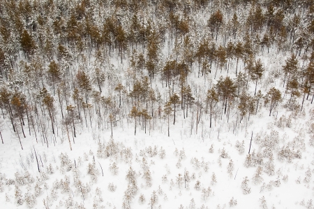 Aerial view of snow-covered forest in Siberiaの写真素材