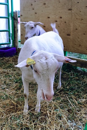 Tyumen, Russia - June 24, 2016: The 5th open championship of Russia on a plowed land. Zaanensky breed of goats. The goat homeland in the town of Zaanen in Switzerlandのeditorial素材