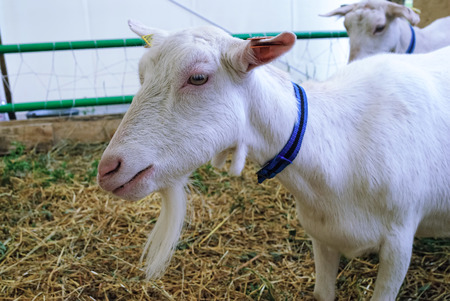 Tyumen, Russia - June 24, 2016: The 5th open championship of Russia on a plowed land. Zaanensky breed of goats. The goat homeland in the town of Zaanen in Switzerlandのeditorial素材