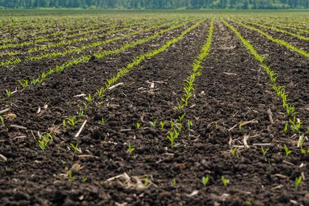 Growing Young Green Seedling Sprouts in Cultivated Agricultural Farm Field