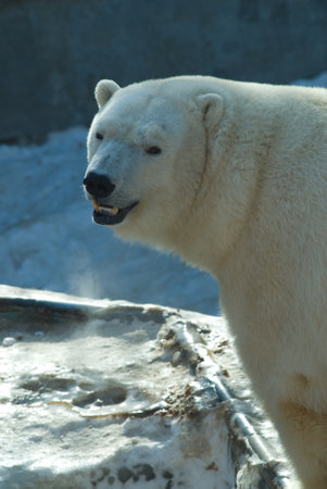 White bear in zooの写真素材