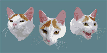 Faces of a Catのイラスト素材