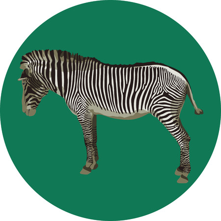 Zebraのイラスト素材