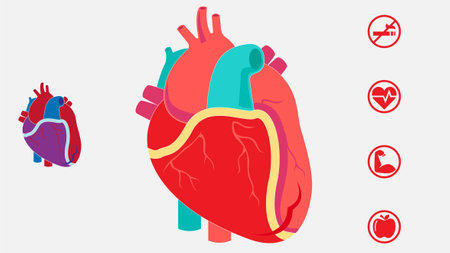 Human Organs illustration for educational and scienceのイラスト素材