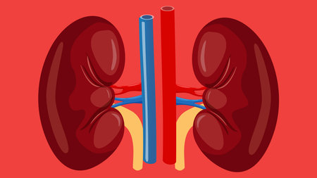 Human Organs illustration for educational and science