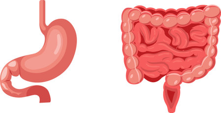 Biological human organs for education and science illustrationのイラスト素材