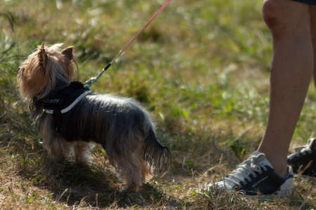 Yorkshire with its owner walkingの写真素材