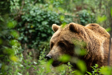 Brown bear in captivityの写真素材