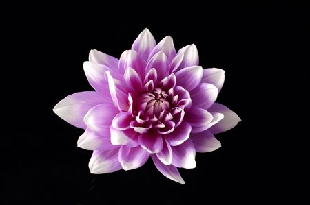 Dahlia over blackの写真素材