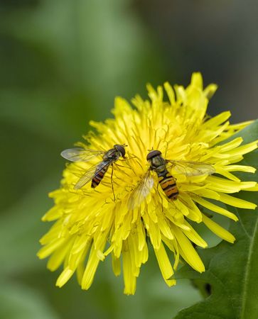 a couple of bees on a flower