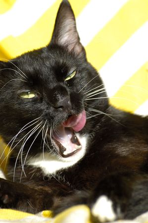 Black cat lickingの写真素材