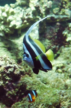 a heniochus acuminatus