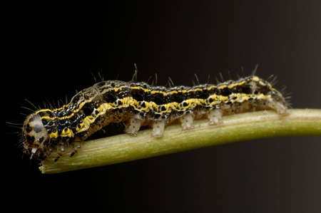 Closeup of a caterpillar on a plantの写真素材