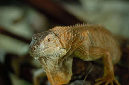 Iguana portrait