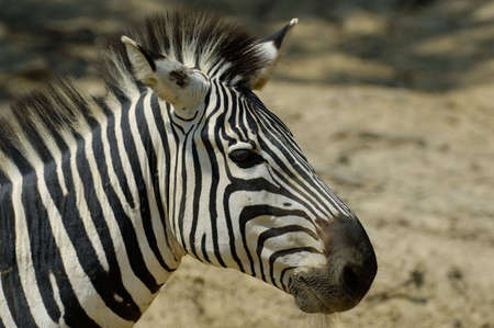 Zebra portraitの写真素材