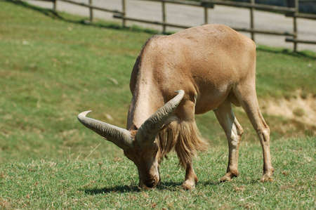 Mountain goatの写真素材