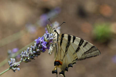 Buttefly on flower