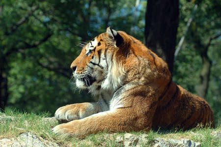 A siberian tiger