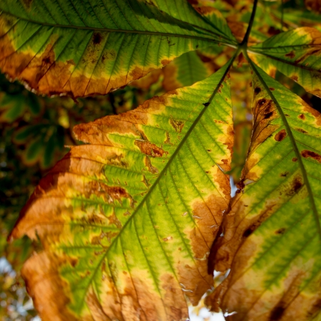 Autumn leavesの写真素材