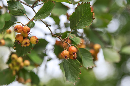 Hawthorn fruits in autumn close upの写真素材