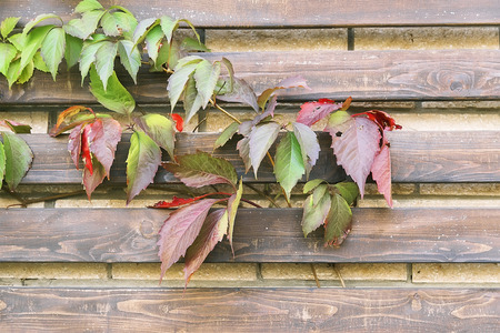 Parthenocissus on the wooden fence backgroundの写真素材