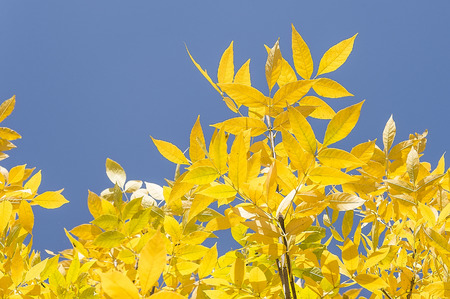 Autumn yellow leafs on a sunny dayの写真素材