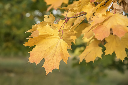 Autumn maple leaves close upの写真素材