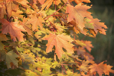 Autumn maple leaves close upの写真素材