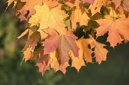 Autumn maple leaves close up
