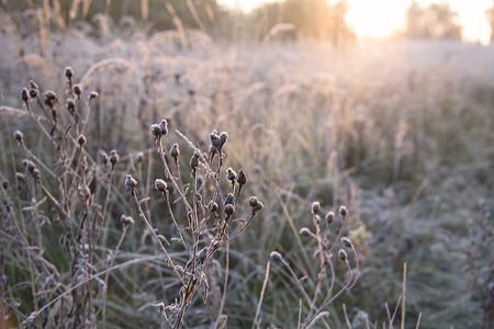 Autumn foggy meadow in the morning lightの写真素材