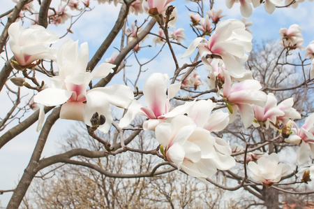 Magnolia tree blossom close up backgroundの写真素材
