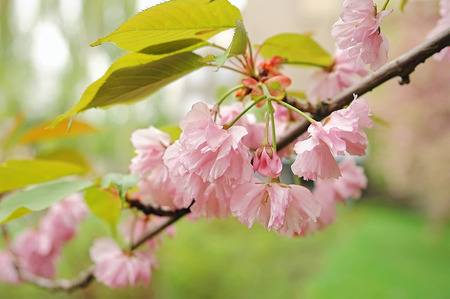 Pink sakura blossom close upの写真素材
