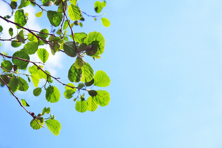Branch with spring leavesの写真素材