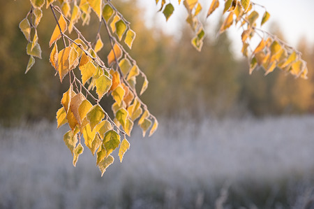 Autumn birch leaves in the morning lightの写真素材