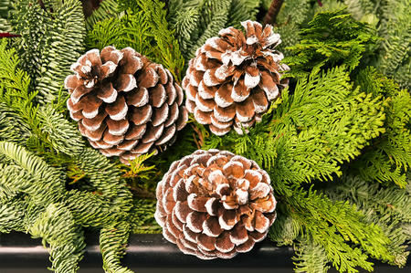 Christmas decoration with cones and evergreen close upの写真素材