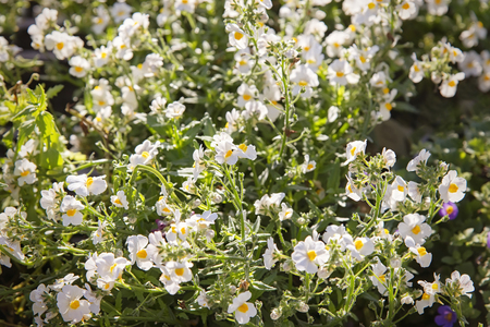 Beautiful colorful spring flowers in the parkの写真素材