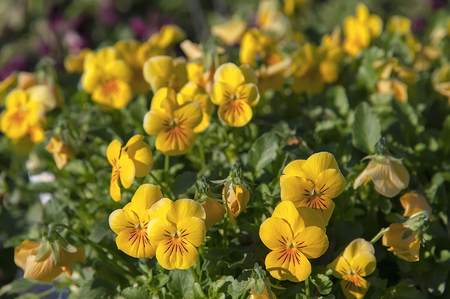 Beautiful colorful spring flowers in the parkの写真素材
